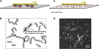 One must reconstitute the functions of interest from purified proteins